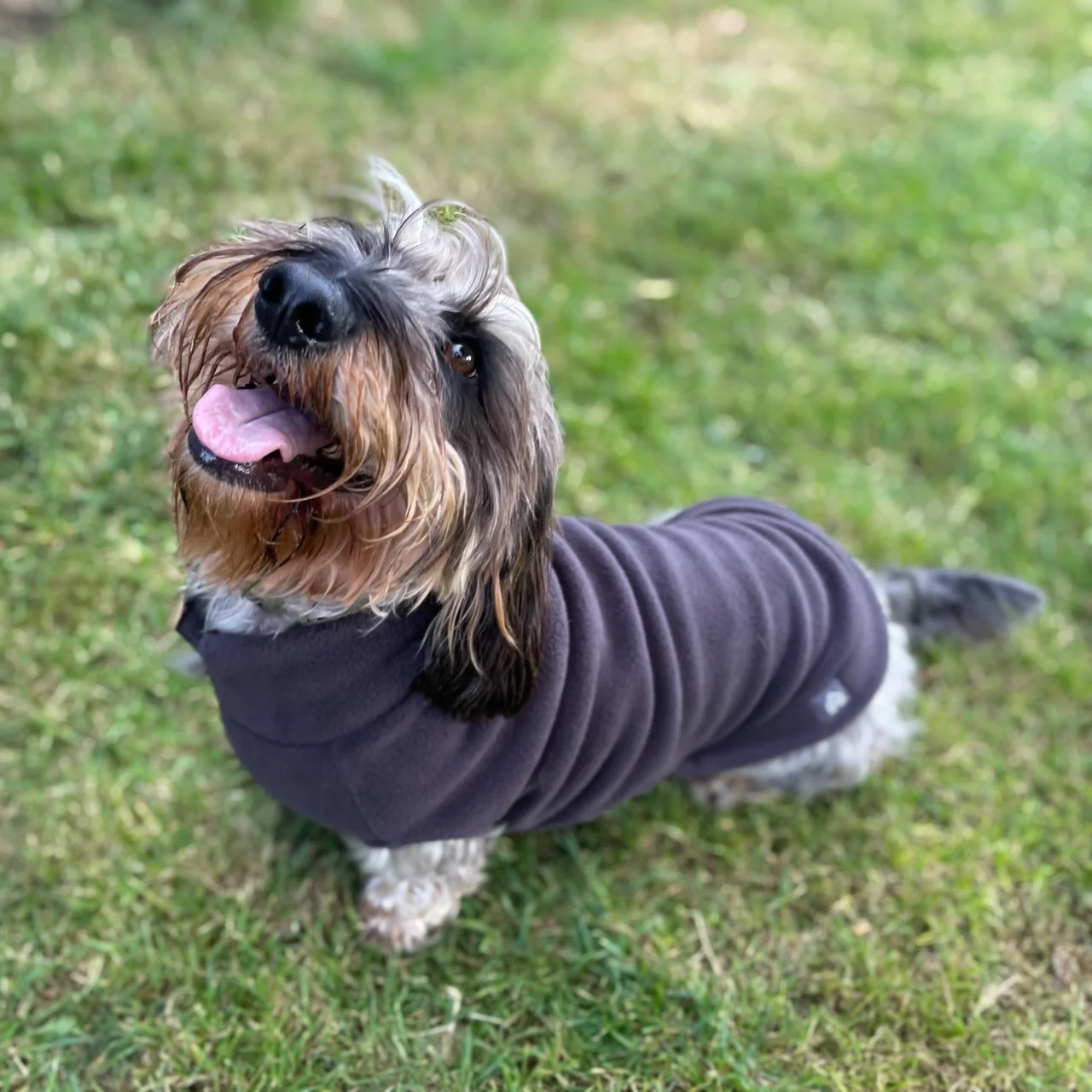Standard Dachshund Fleece Jumper - Image 10