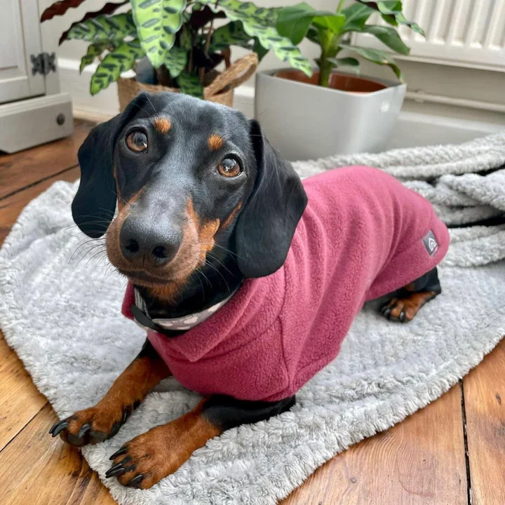 Standard Dachshund Fleece Jumper - Image 11