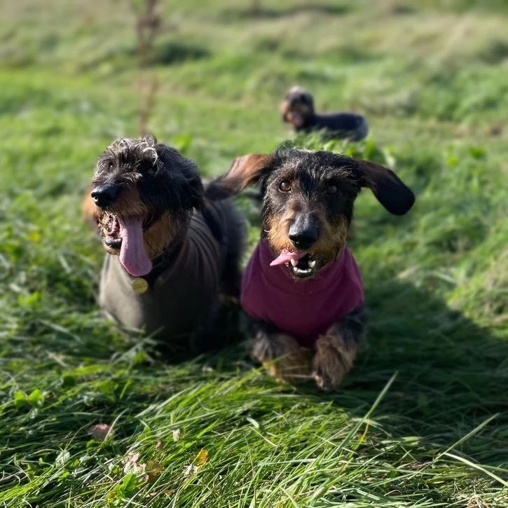 Standard Dachshund Fleece Jumper - Image 3