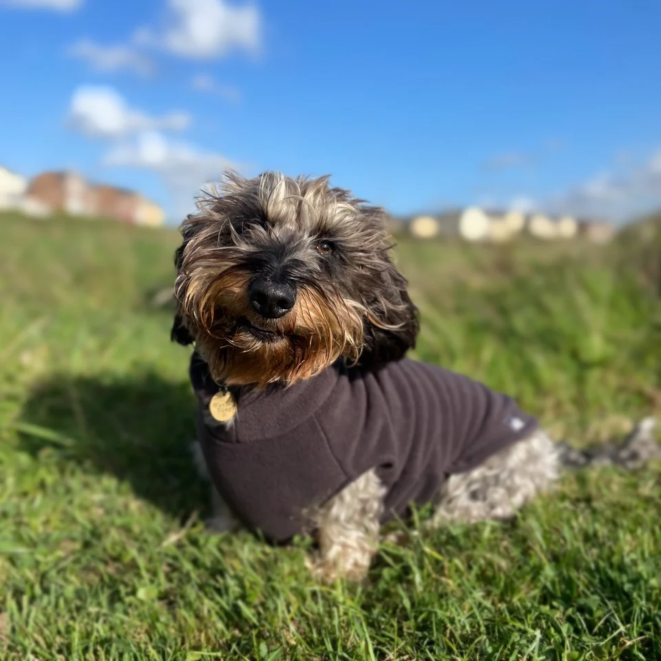 Standard Dachshund Fleece Jumper - Image 4