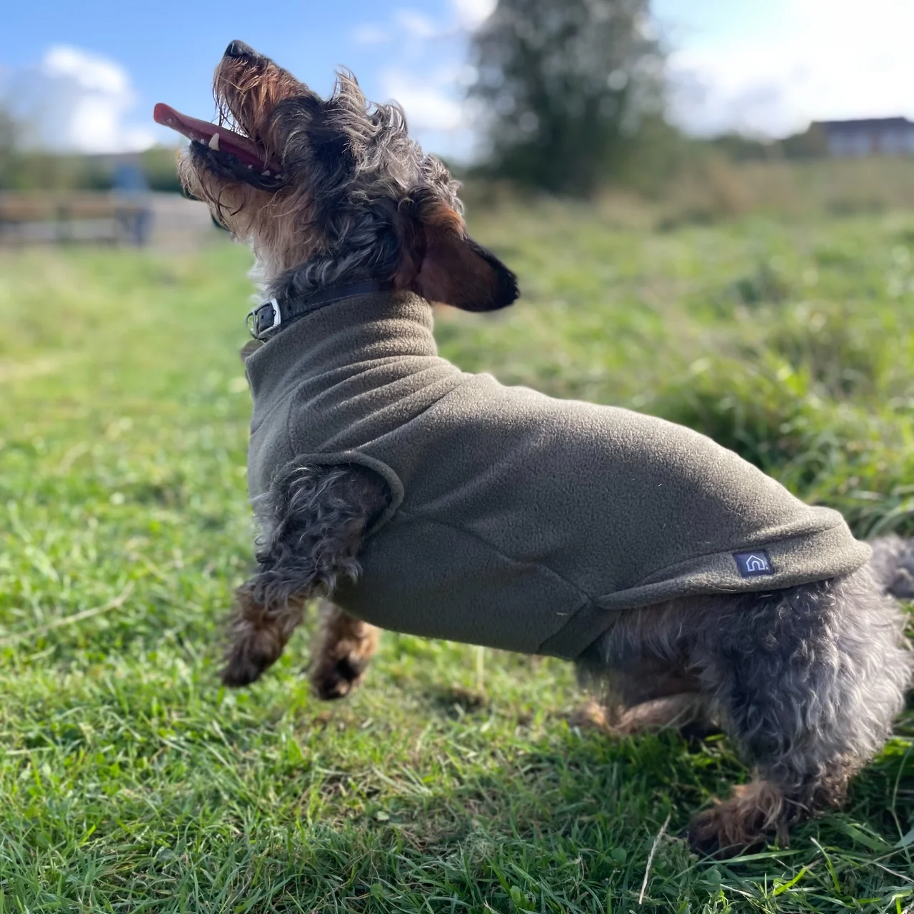 Standard Dachshund Fleece Jumper - Image 5