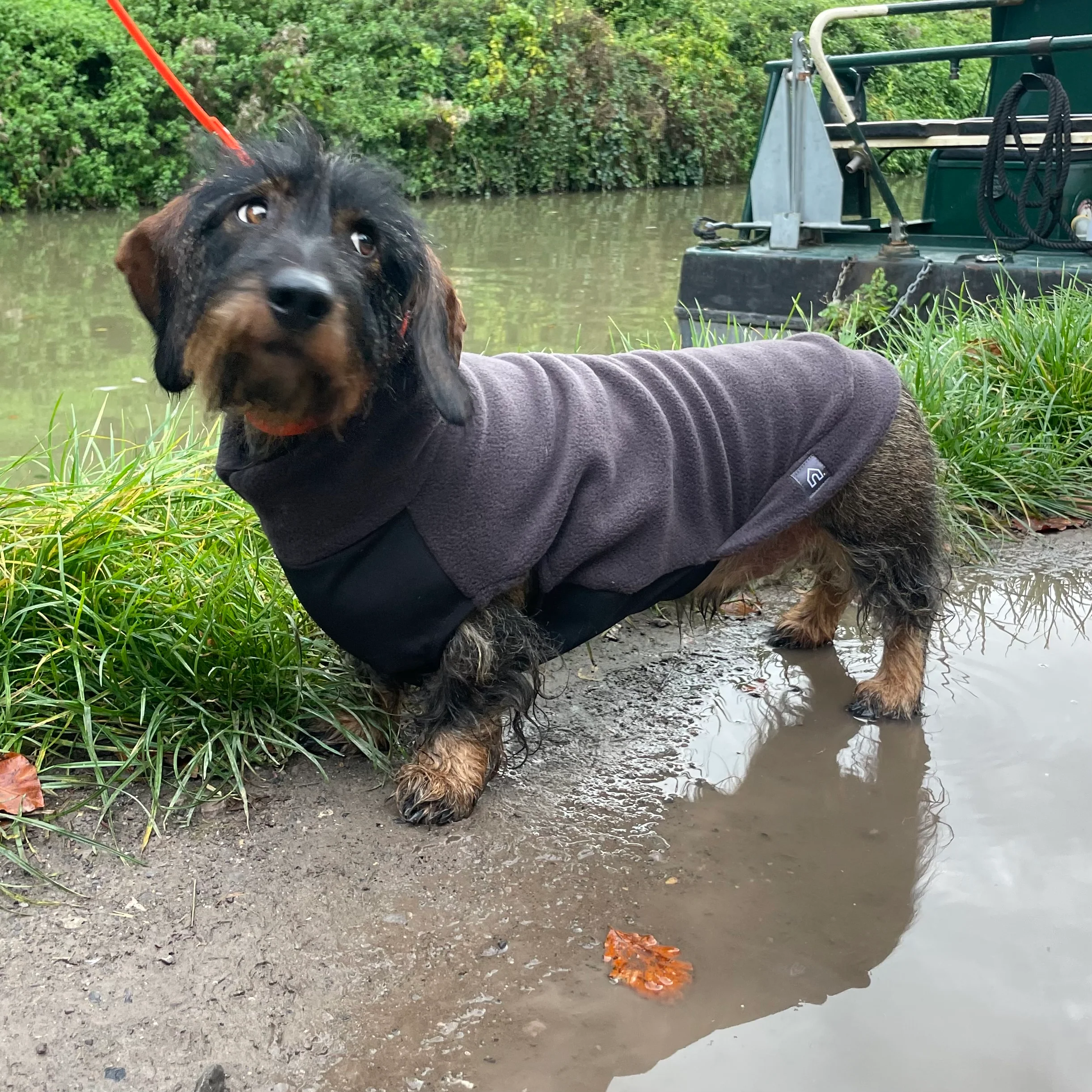 Standard Dachshund Fleece Jumper with Waterproof Belly Panel - Image 5