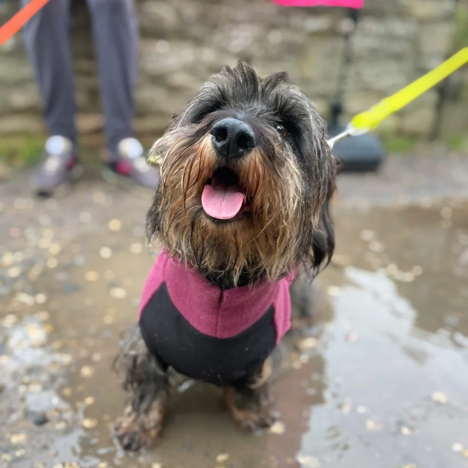 Standard Dachshund Fleece Jumper with Waterproof Belly Panel - Image 7