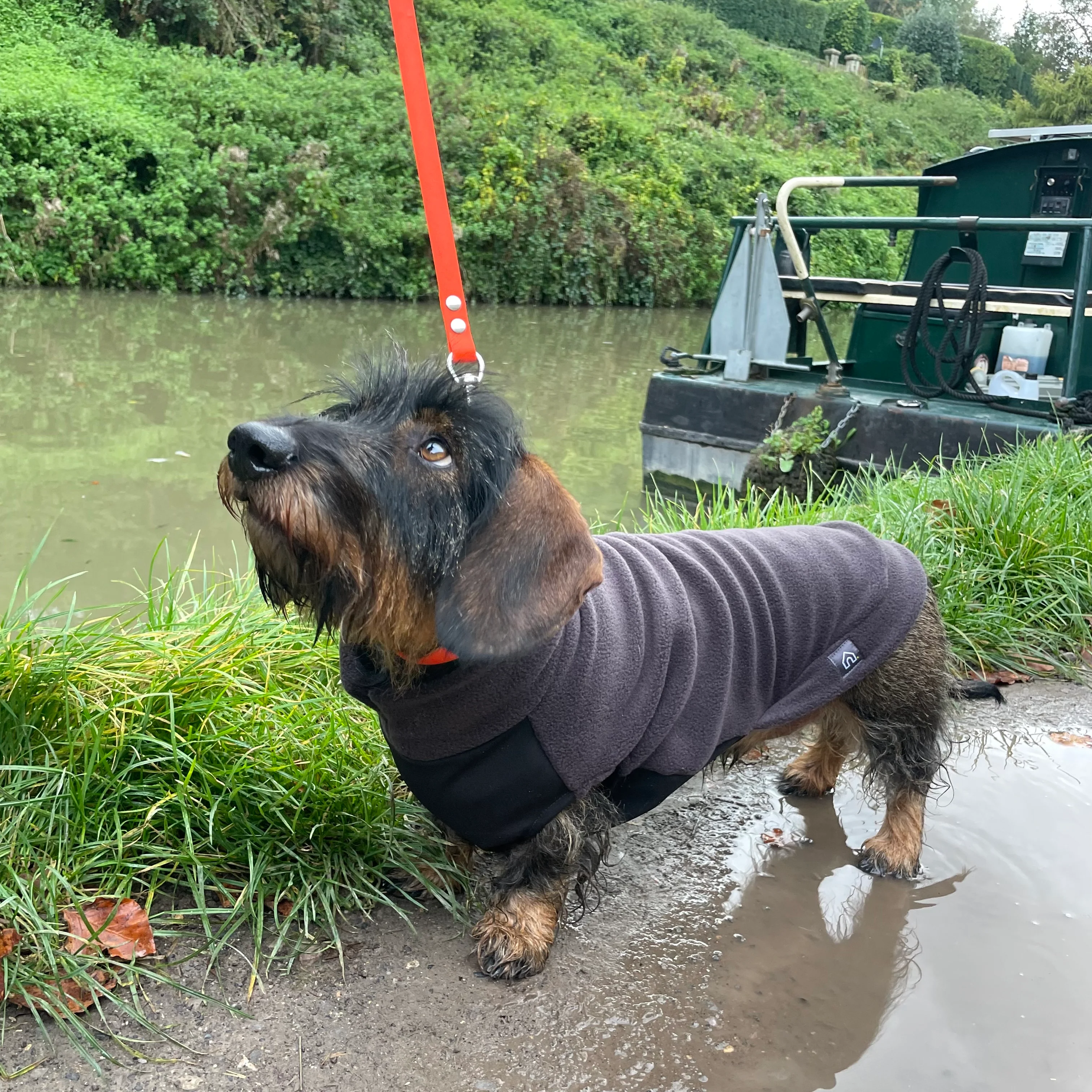Standard Dachshund Fleece Jumper with Waterproof Belly Panel - Image 8