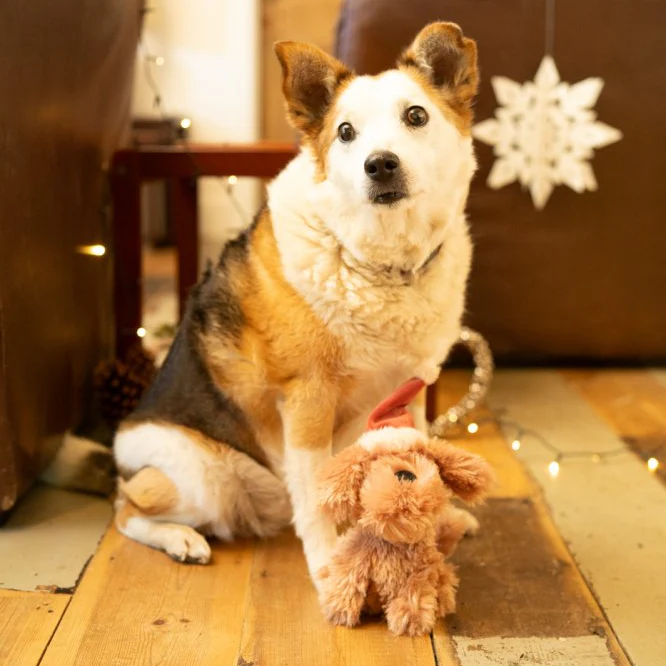 Petface Stella Scruffy Christmas Dog Toy - Image 5