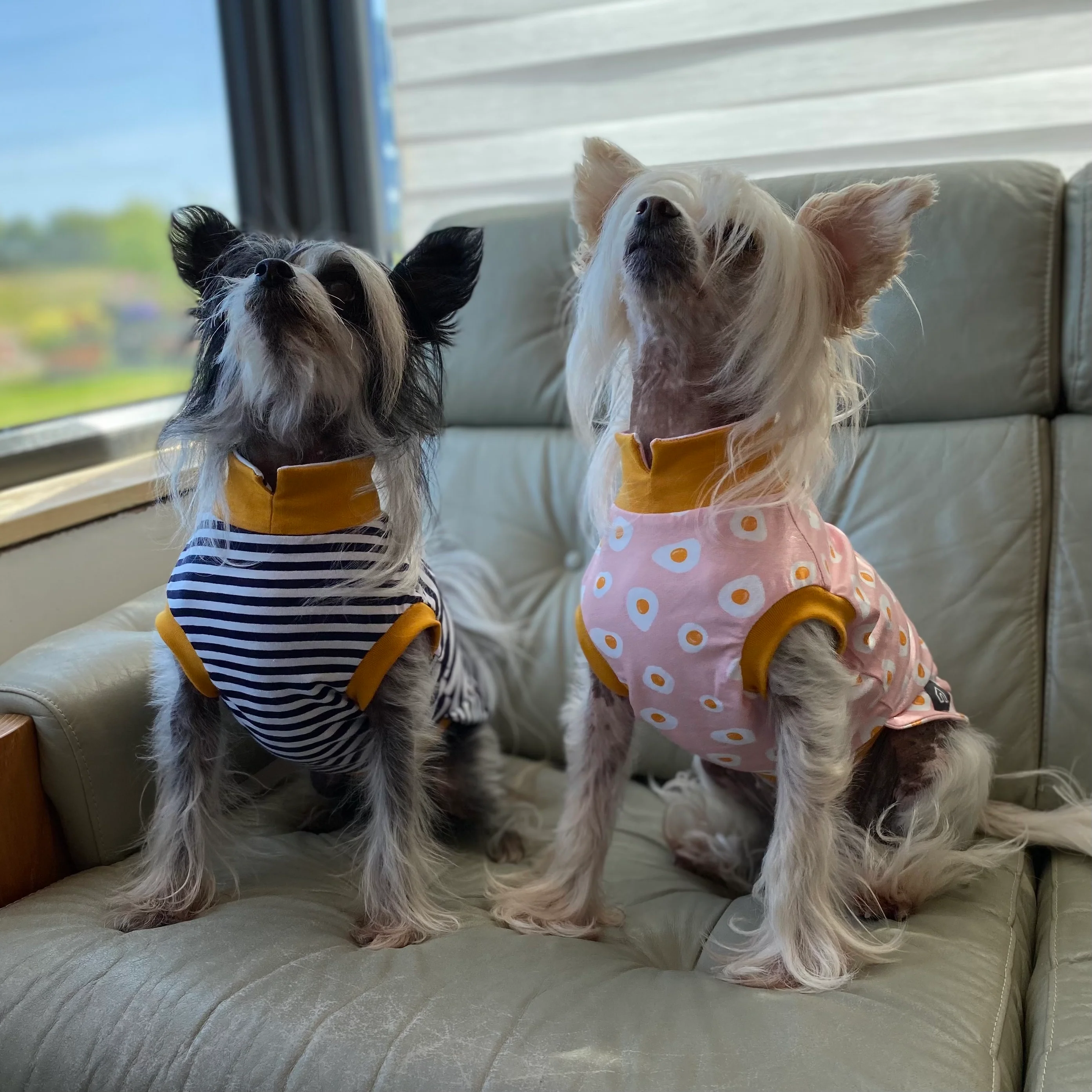 Cosy T-Shirts for Small Breeds / Terriers & Spaniels - Image 9