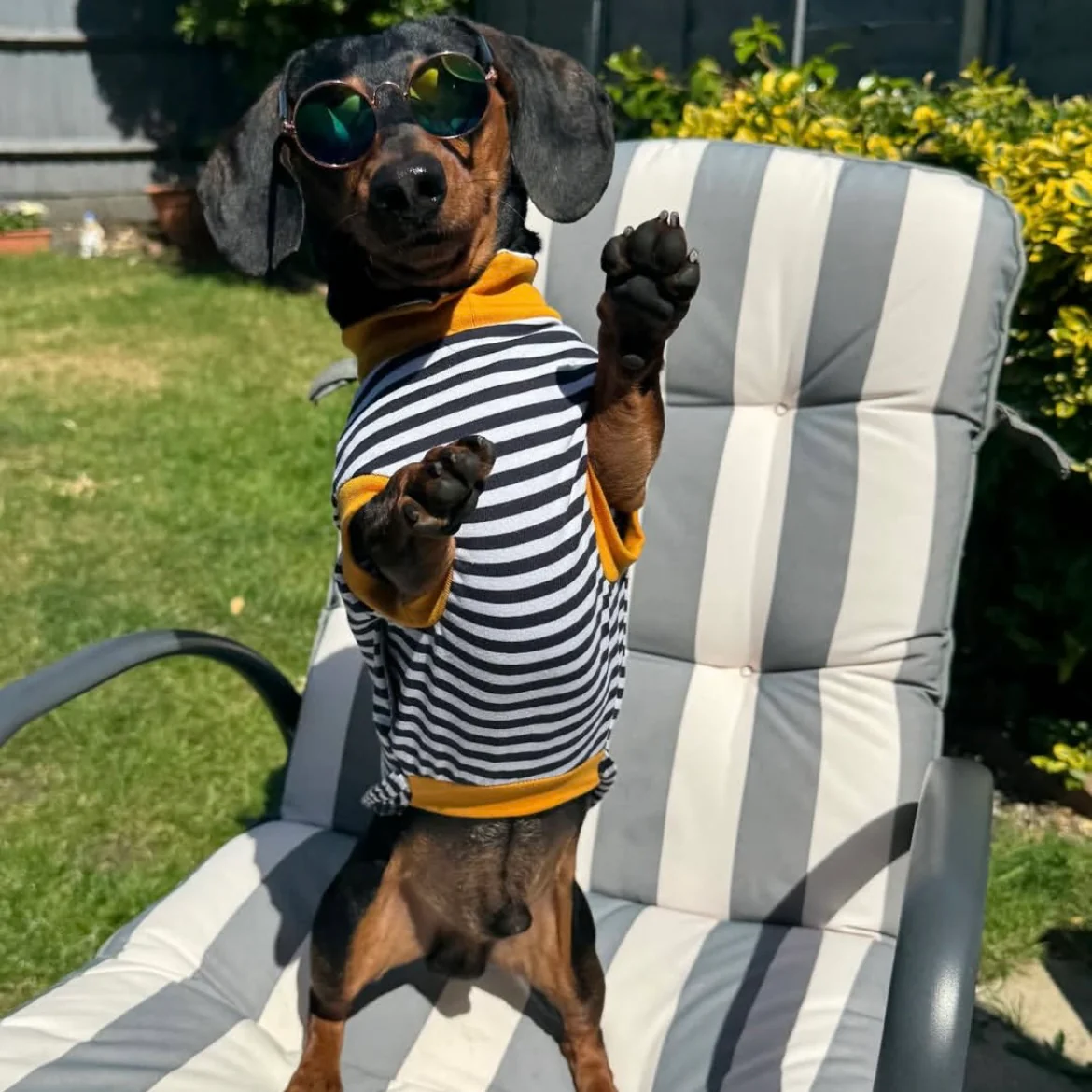 Cosy T-Shirts for Dachshunds - Image 4