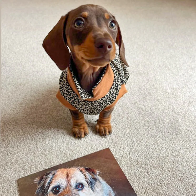 Cosy T-Shirts for Dachshunds - Image 5