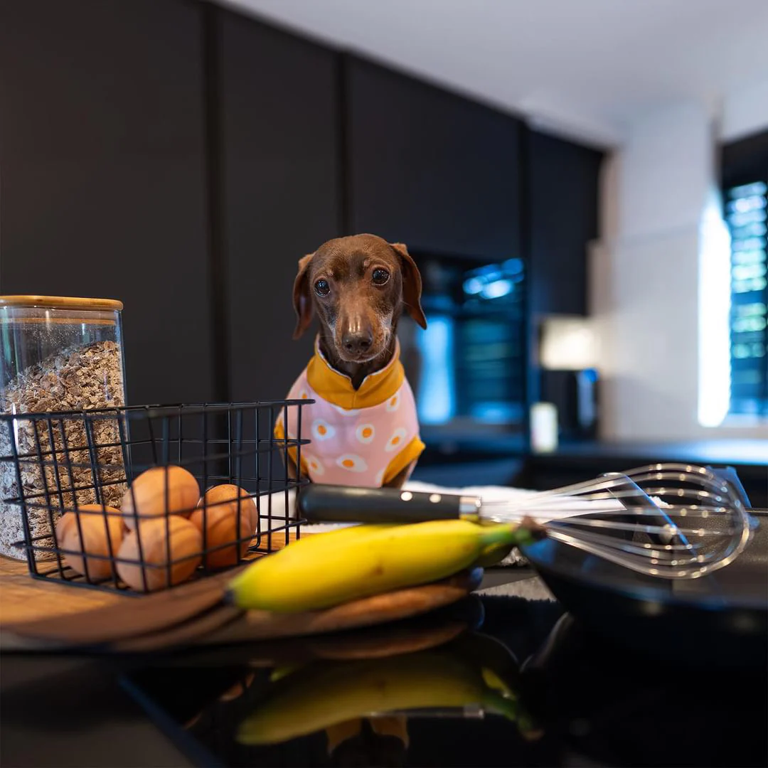 Cosy T-Shirts for Dachshunds - Image 9