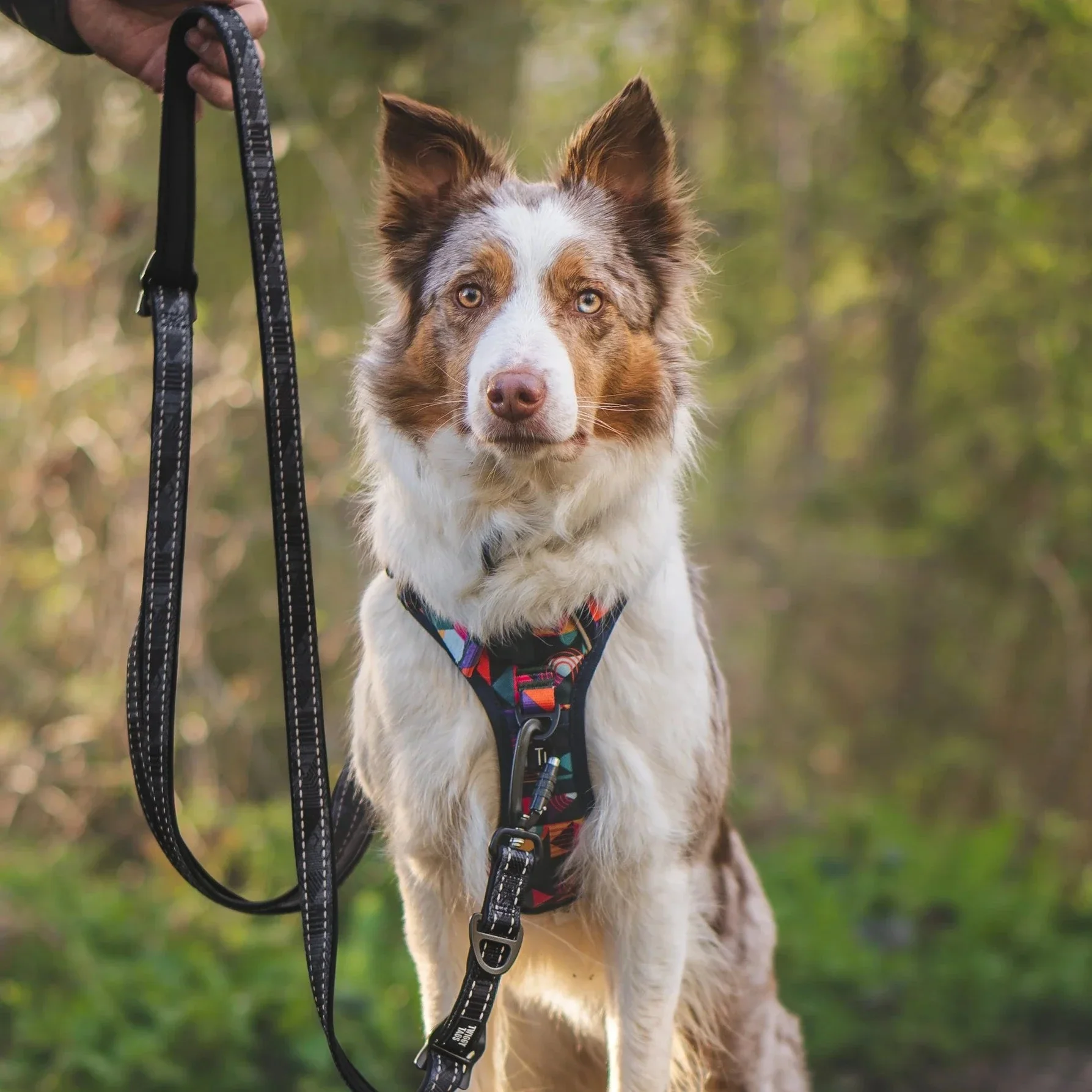Twiggy Tags TrailFinder Multi-Way Dog Lead - Image 4