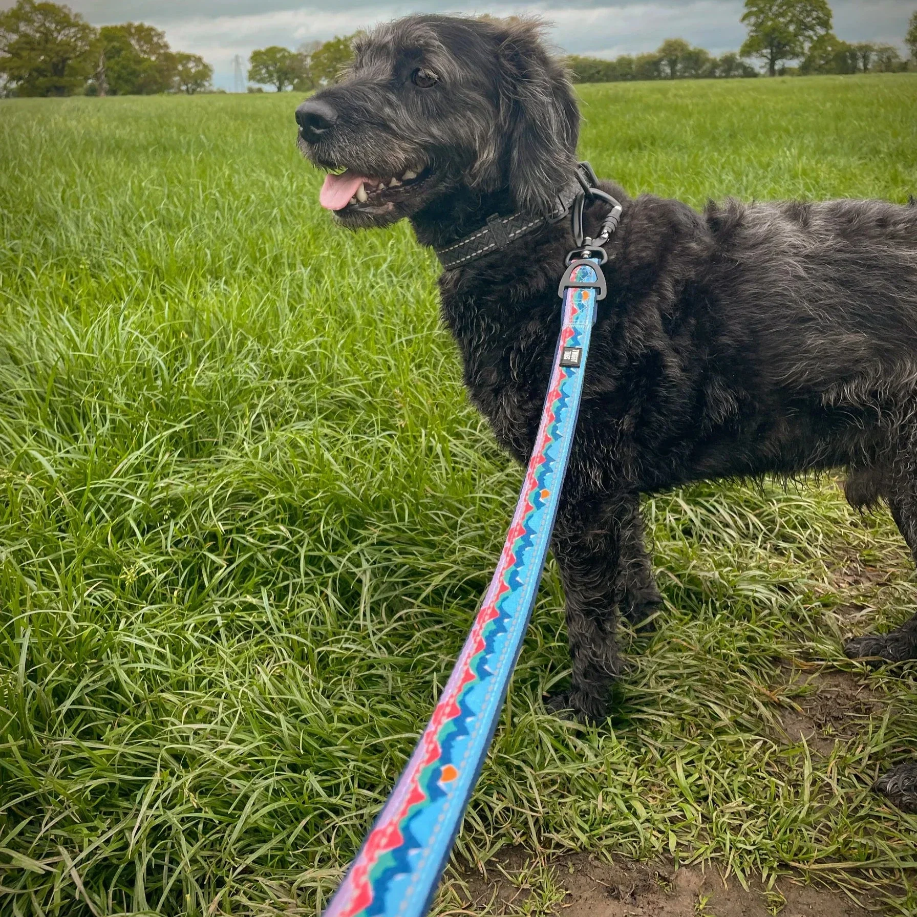 Twiggy Tags TrailFinder Multi-Way Dog Lead - Image 8