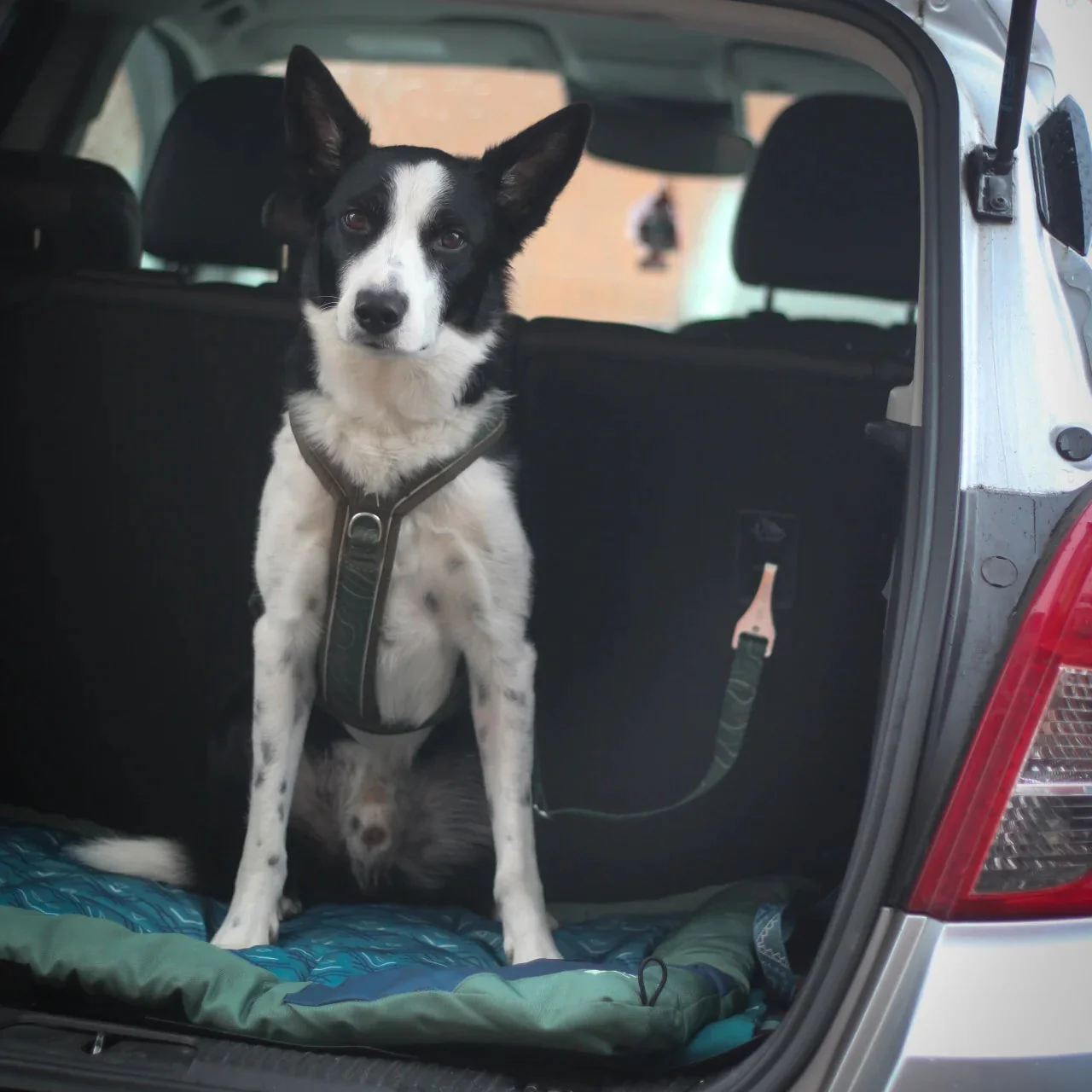Twiggy Tags ISOFIX Dog Seat Belt - Image 6
