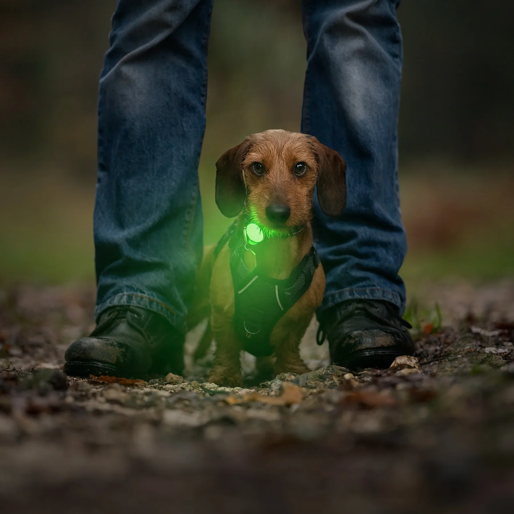 Twiggy Tags TrekBright Dog Safety Light - Image 2