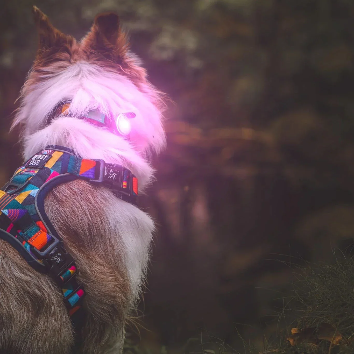 Twiggy Tags TrekBright Dog Safety Light - Image 3