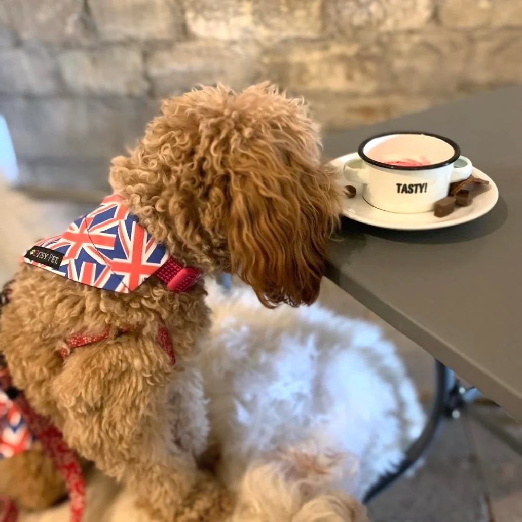 Union Jack Dog Bandana by Ditsy Pet - Image 3