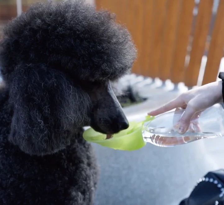 Universal Leaf Dog Water Bottle - Image 5