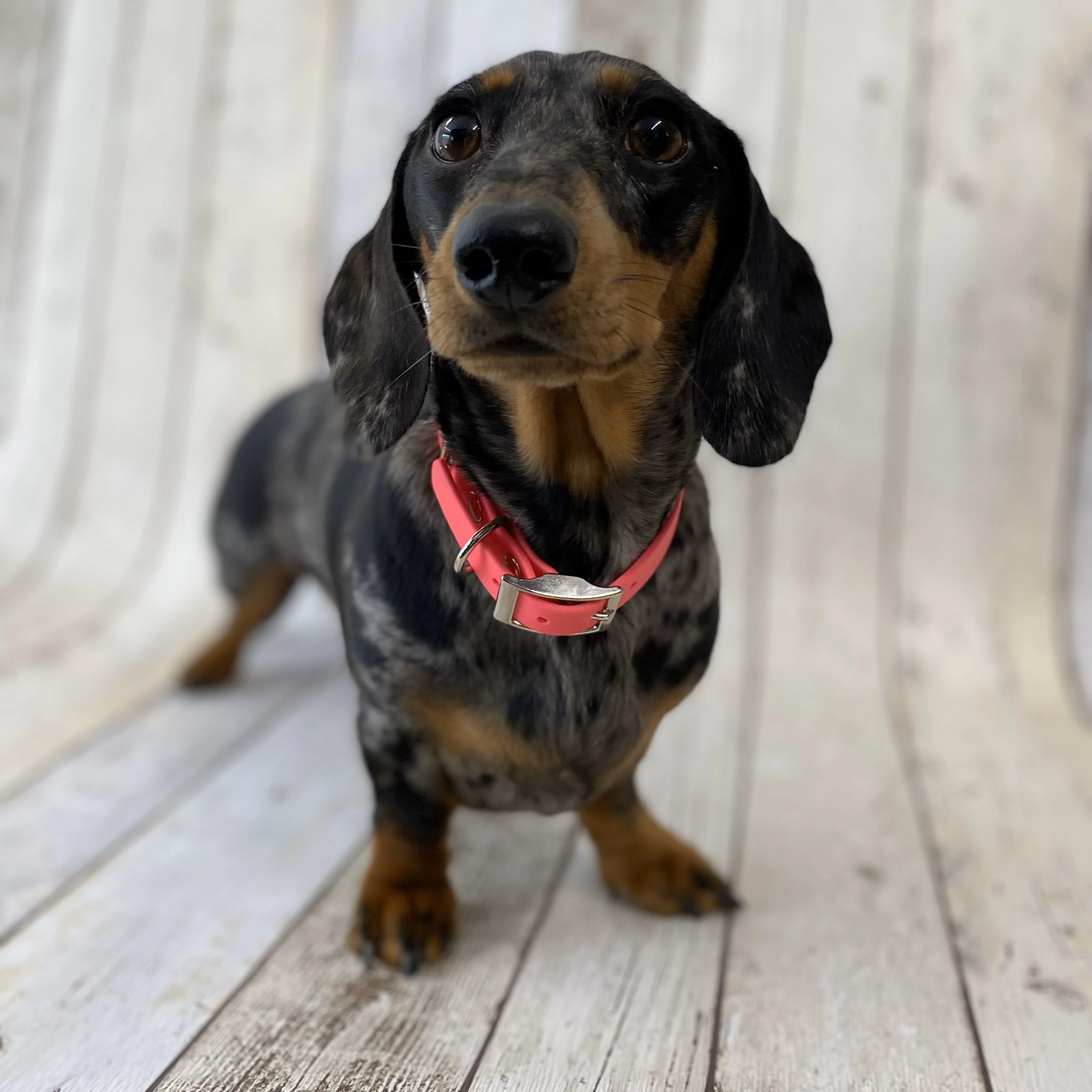 Waterproof Neon Vegan Leather Dog Collar - Image 4