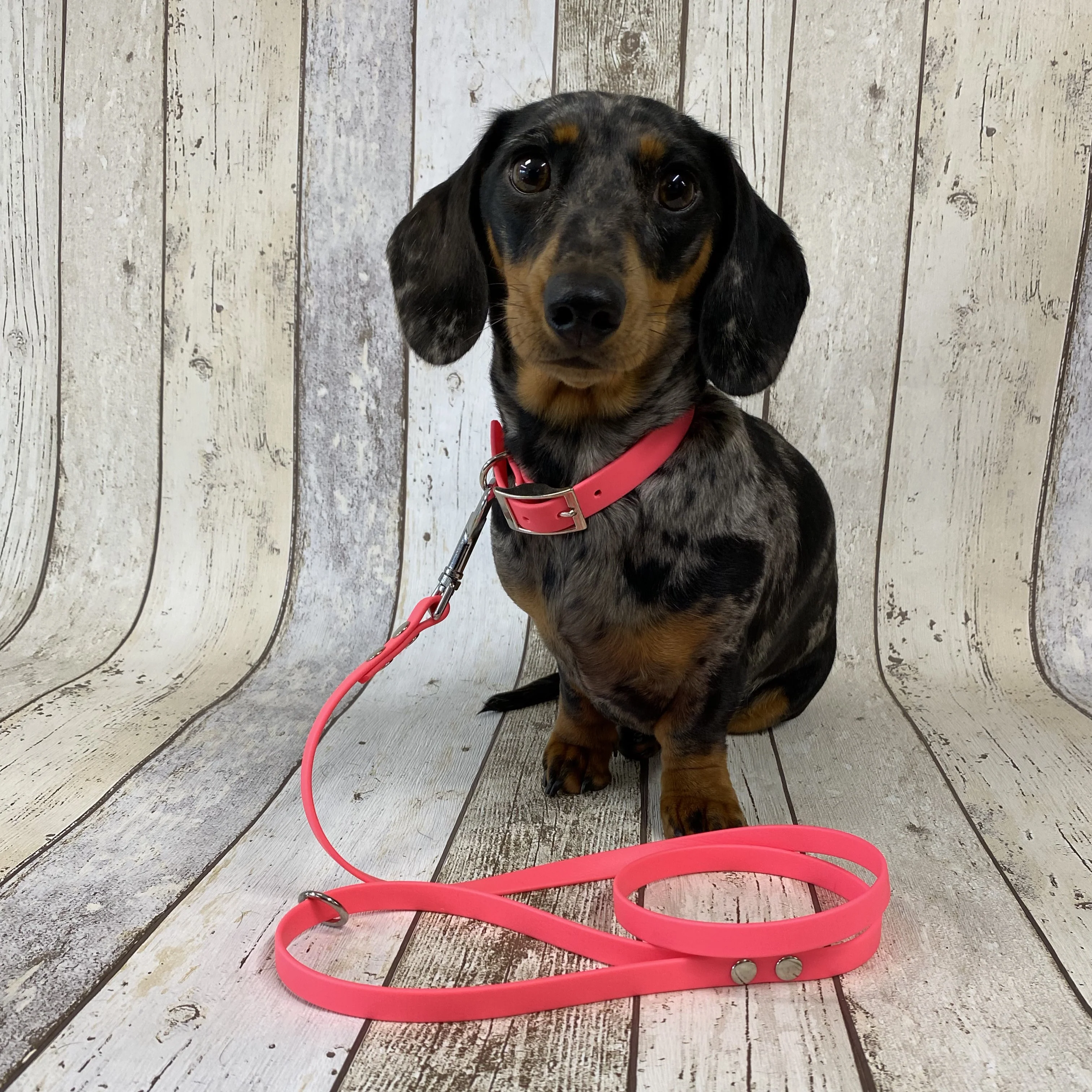 Waterproof Neon Vegan Leather Dog Collar - Image 5