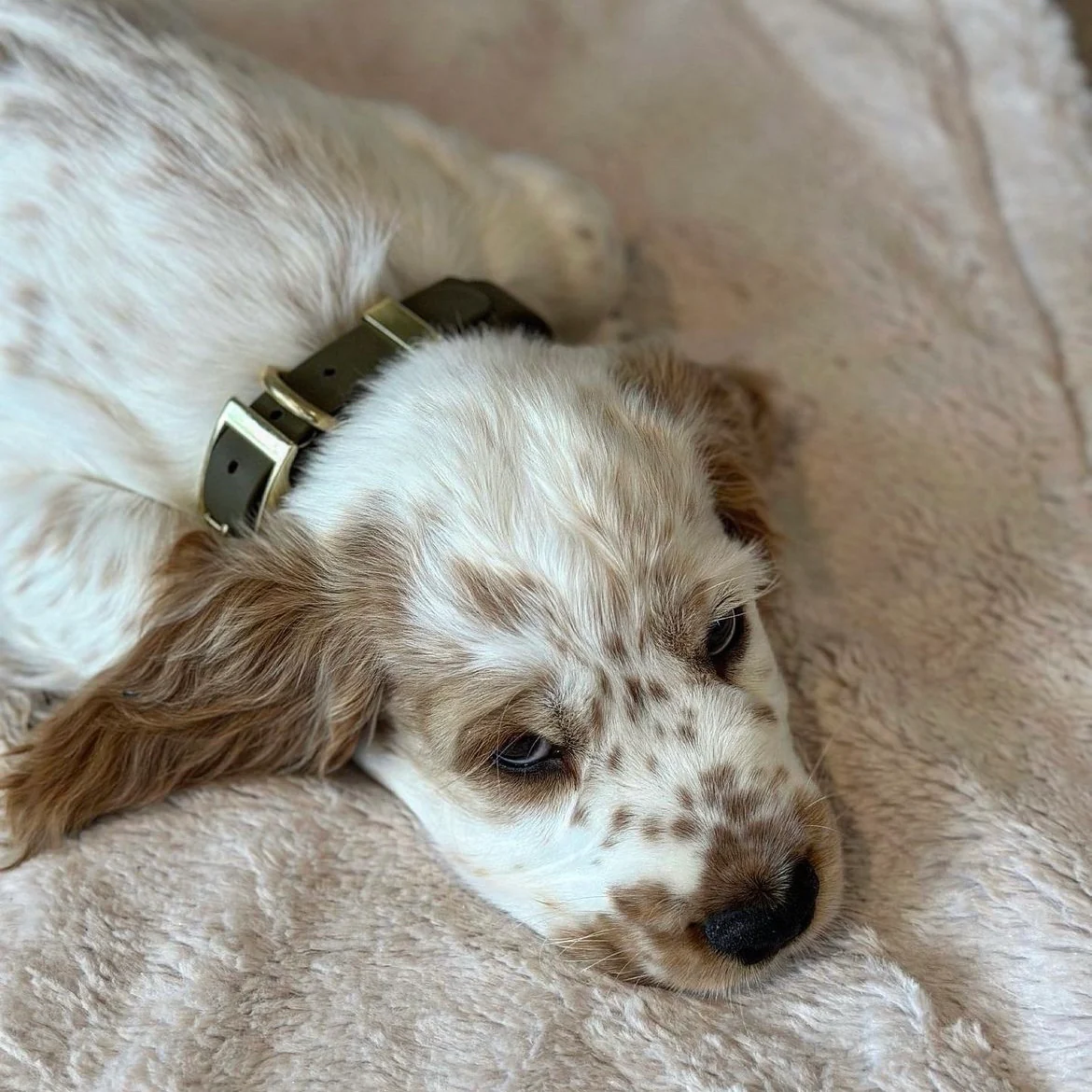 Waterproof Classic Vegan Leather Dog Collar - Image 3