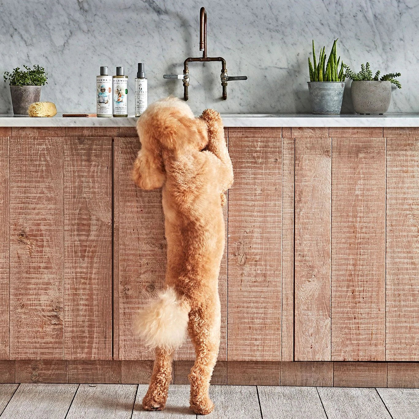 WildWash Pet Super Sensitive Shampoo - Image 3